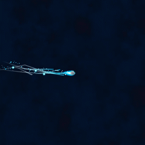 Ad3 (1).gif